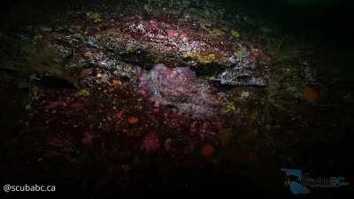 ? A Giant Pacific Octopus Taking a Nap On a Deep Wall [OC]