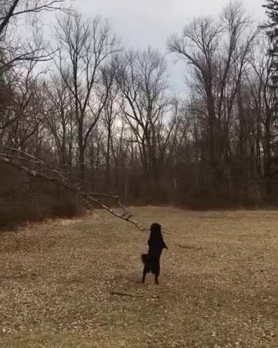 You got it Gus! Bring me that stick ????