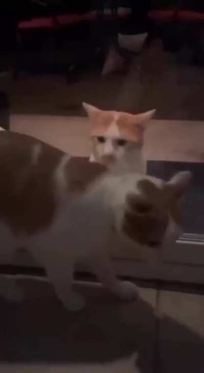 Funny cats