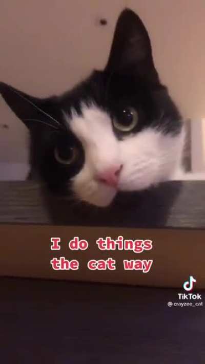 ?The Cat Way?