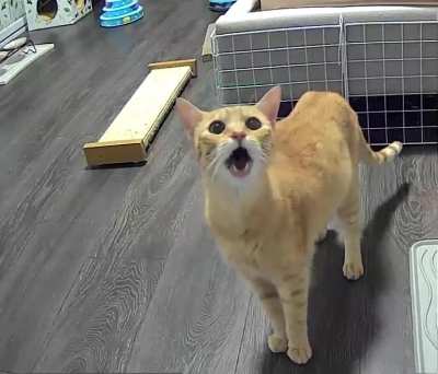Foster cat yelling at me through the camera ?