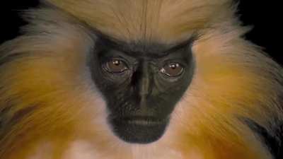 ? A rare close-up of the elusive Golden Langur, one of the only known primates that actively avoids humans