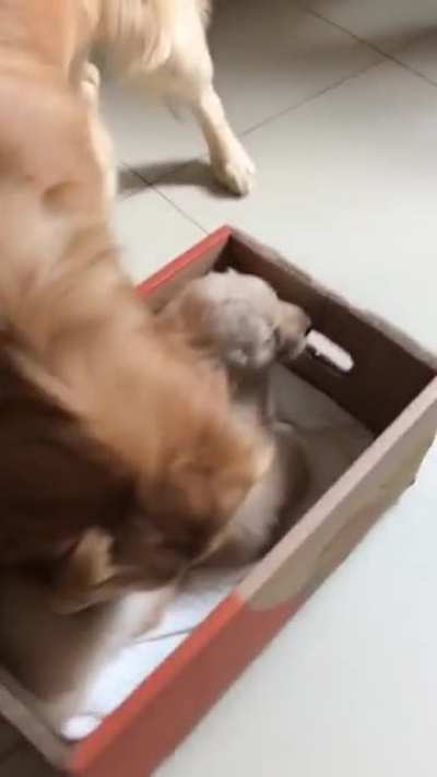 Cute puppies