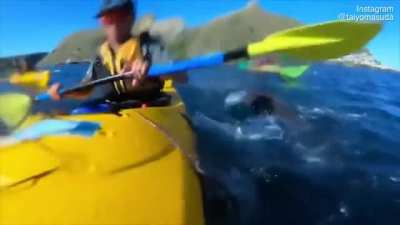 ? Seal slaps a kayaker in the face with an octopus ?