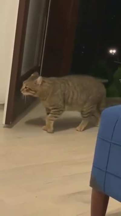 Cat doesn't even know the basics of CQC