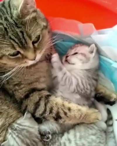 Tap Mommy