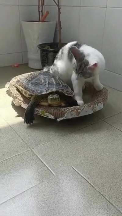 to take a nap