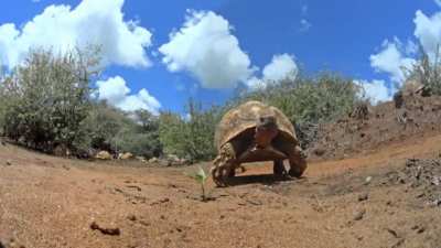? Use of "Spy animals" cameras have made shooting close up footage of wildlife very convenient. This spy tortoise has landed itself in a frisky situation. (Also tortoise make very distinct noises while mating - sound on ). ?