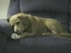 Dog's own leg trying to steal the bone
