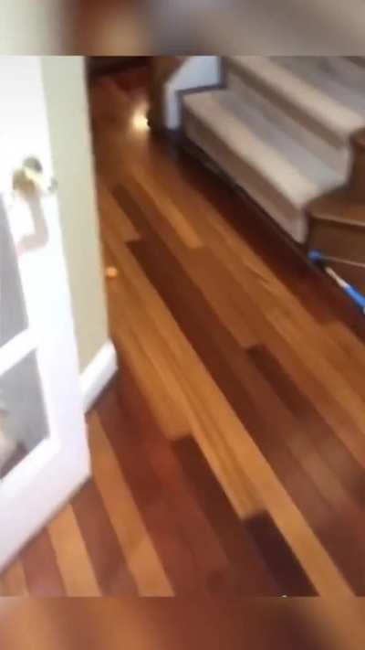Cat goes for a trick shot