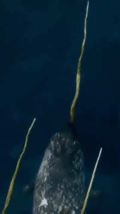 ? Narwhal, a medium-sized toothed whale, found only in the arctic waters. It has a solitary tusk sticking out, which can be around 10 feet in length. Absolutely phenomenal creatures!