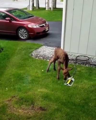 ? Baby Moose enjoying a quick shower ?