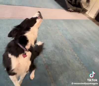 Singing doggo