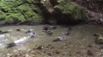 ? For about a month each year baby seals come to play in this waterfall north of Kaikoura, New Zealand. It's the only place in the world where this is known to occur.