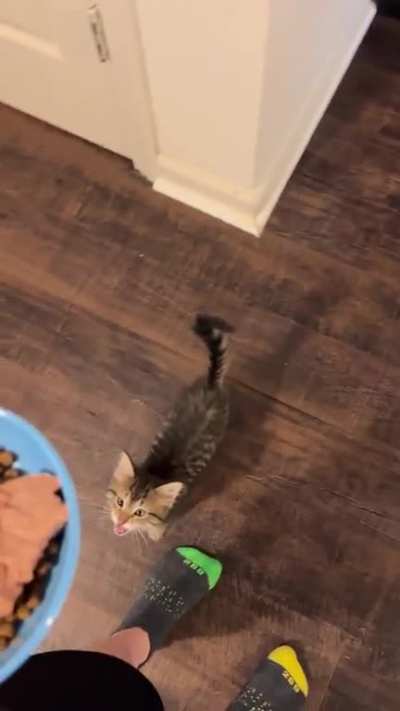 Goosie Loves Dinner