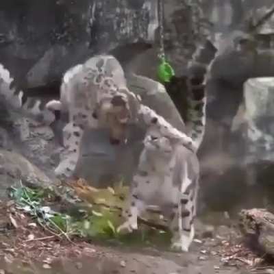 ? Boop on the nose to pause