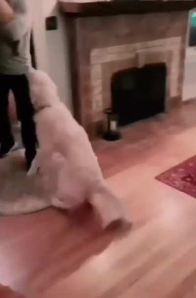 He was so excited to meet his new friend so he brought it a toy?