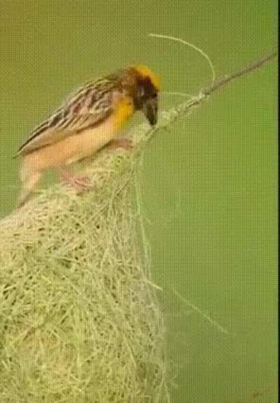 ? The art of weaving.
