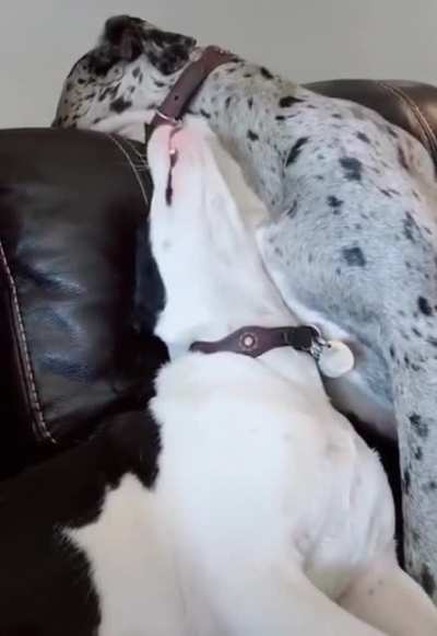 Credit u/imago_deo on r/aww