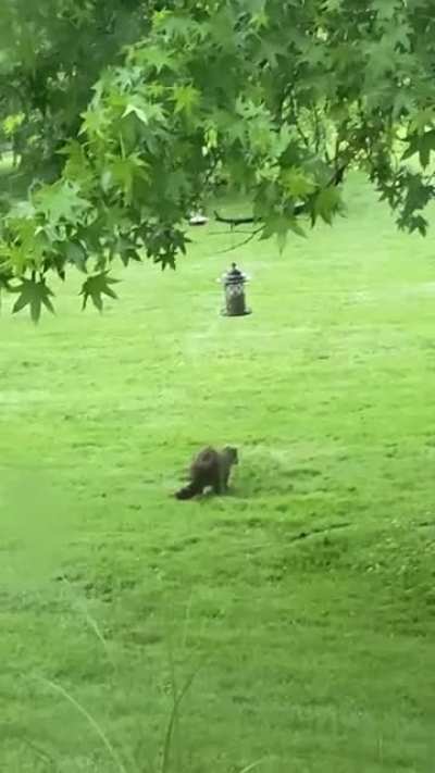 A raccoon trying to get into my dads bird feeder ? so cute!