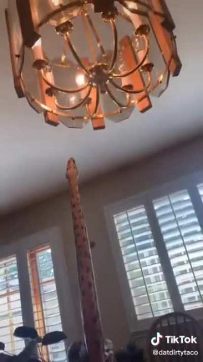 I must be moth