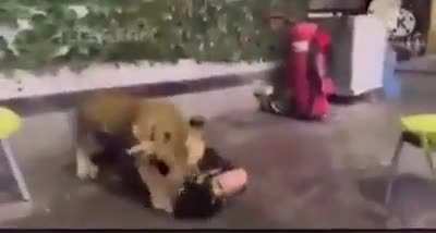 to act tough around a lion