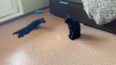 sable flirts with kitty?