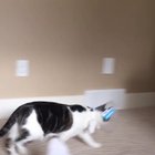 When my cat realized there was no purpose to life if she couldn’t lick butt