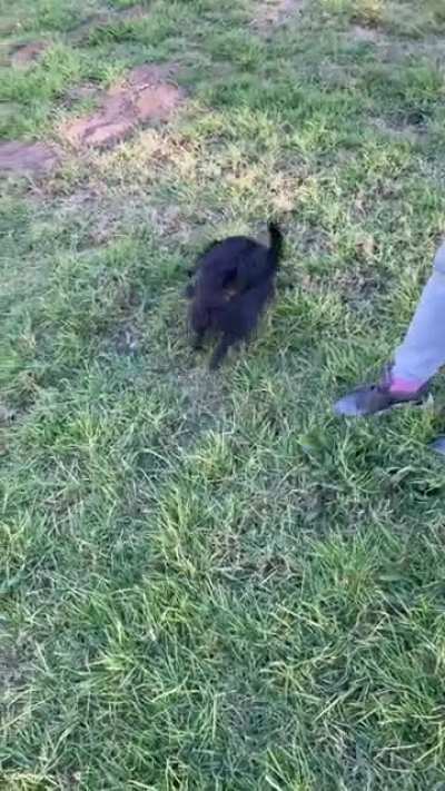 This is how my dog likes to go downhill…