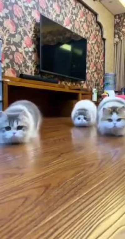 Creepin kitties