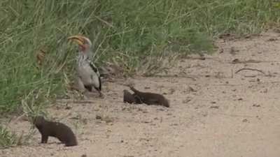 ? A mongoose pretending to play dead when it encounters an African hornbill ?