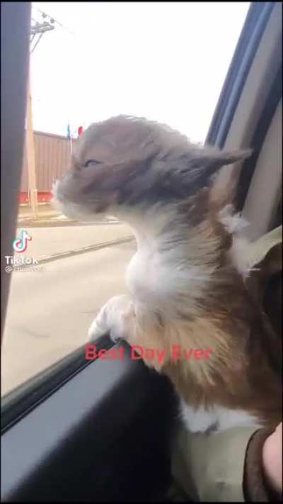 Falkor