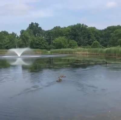 This duck who already has babies of her own immediately adopts 10 orphaned ducklings
