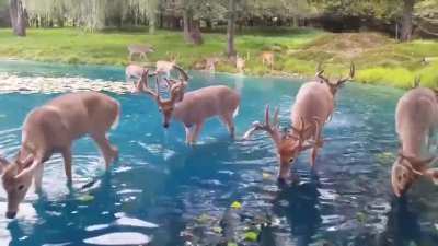 ? A beautiful stag heard .