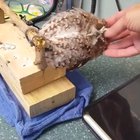 Little Owl Melting Over Scritch Scratches ?