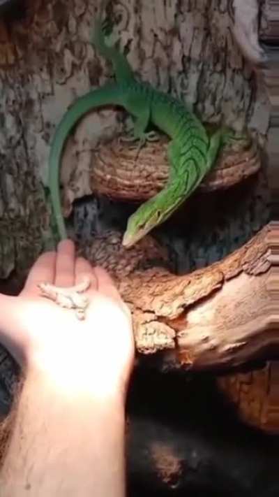 Yummy caterpillars ???