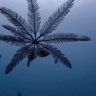 ? Swimming Feather Star (Crinoid)