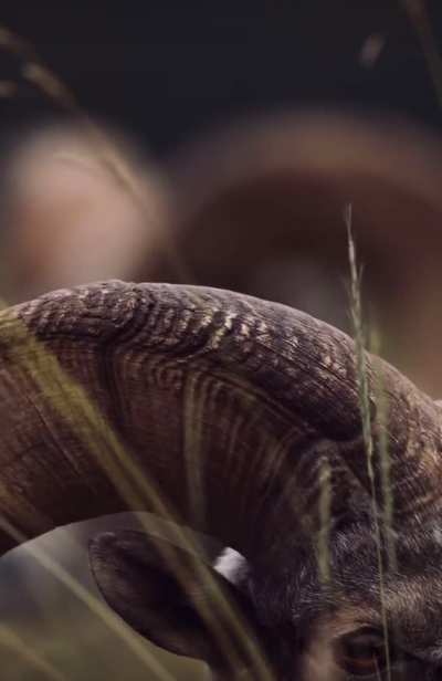 ? The beauty of Bighorn Sheep