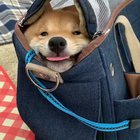 Compact Shiba