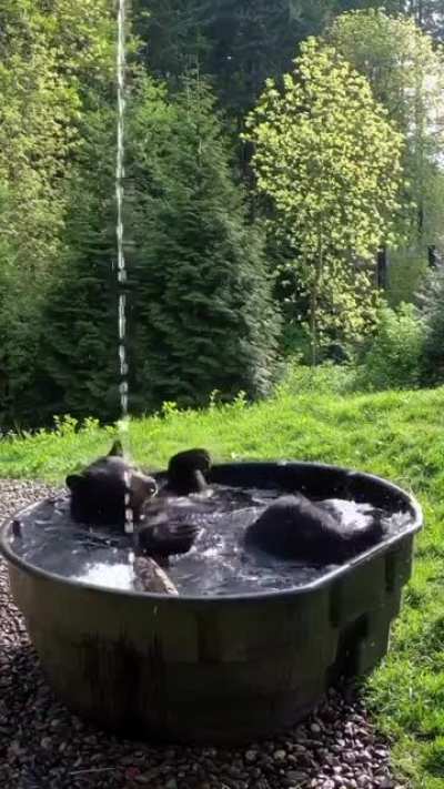Even the bear has a jacuzzi in the forest ?
