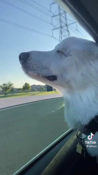 Blind dog realizing they’re going to their favorite place