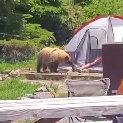 Bear scares man, man scares bear