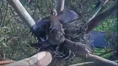 ? Owl protects its nest from eagle's attack