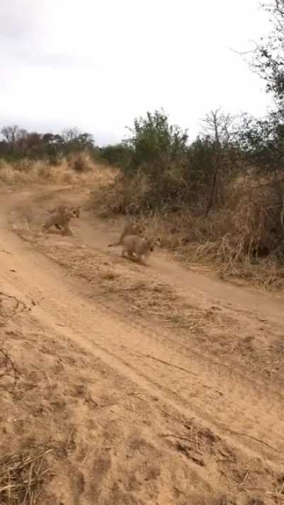 ? A mother lioness leading her 6 week old cubs