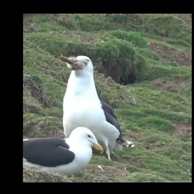 ? A seagull devouring a whole rabbit