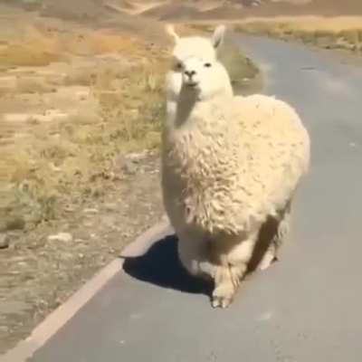 ? Chonky Alpaca wants to know if everything's all right