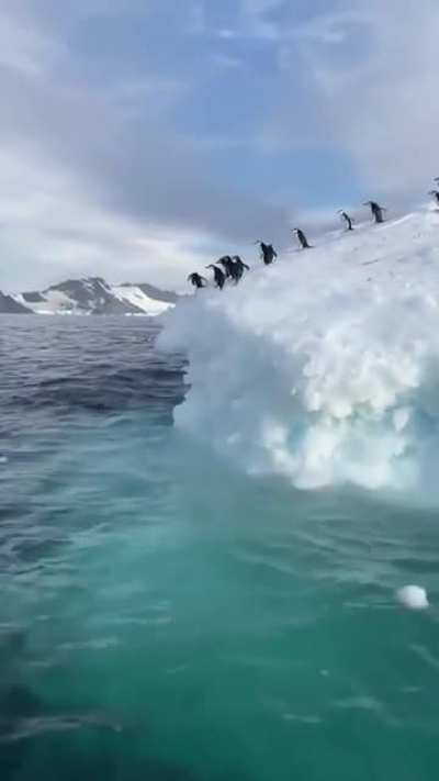 ? Penguins jumping into the sea off of an iceberg