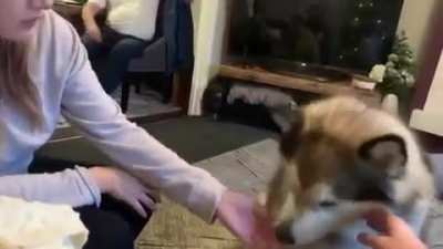 This is the clearest sounding "woof" that I've ever heard.