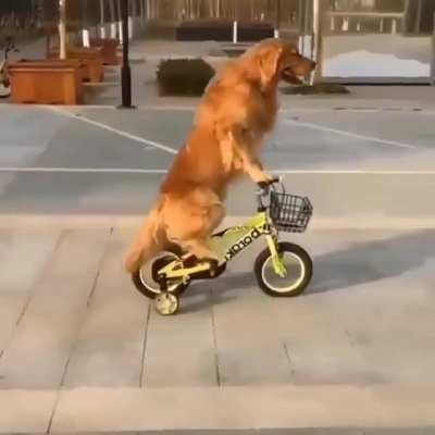 I learnt to ride a bike ?‍♀️