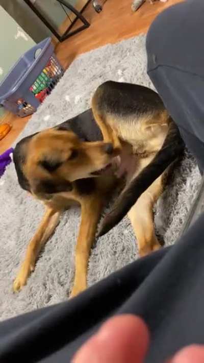 Dog Vs Leg